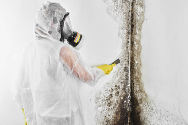 Best Attic Mold Removal  in Richlands, VA