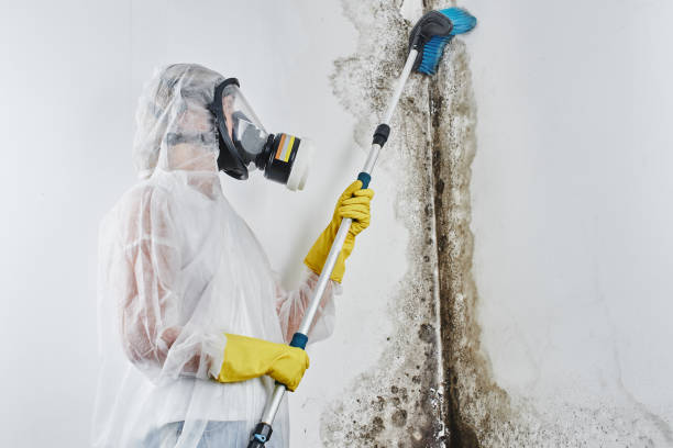 Best Professional Mold Removal  in Richlands, VA