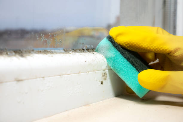 Best Emergency Mold Removal  in Richlands, VA