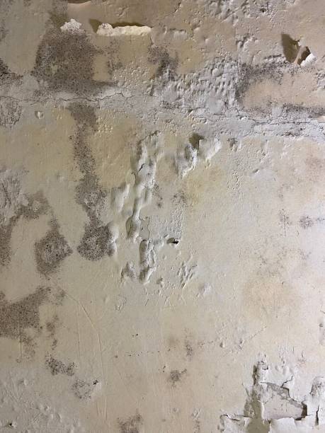Best Mold Removal Specialists  in Richlands, VA