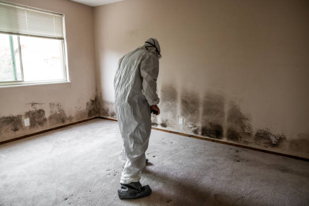 Trusted Richlands, VA Mold Removal Experts