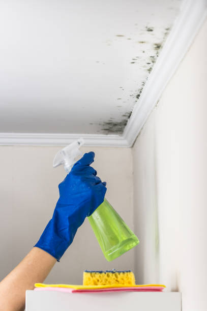 Best Mold Damage Repair  in Richlands, VA